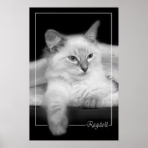 affiche de chaton de ragdoll