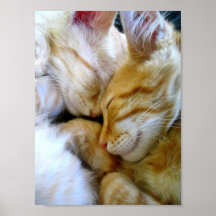Affiche de chatons de câlin