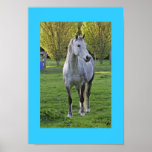 Affiche de cheval