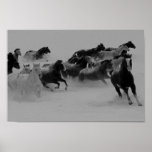 Affiche de chevaux sauvages
