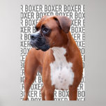 Affiche de chien de boxeur