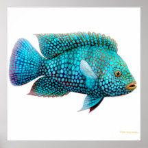 Affiche de Cichlid de Carpintis le Texas