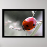 Affiche de coccinelle