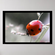 Affiche de coccinelle