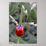Affiche de coccinelle