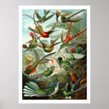 Affiche de colibris