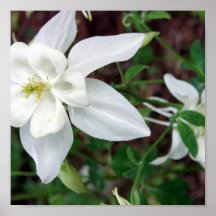 Affiche de Columbine