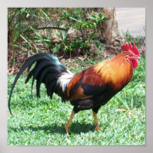 Affiche de coq