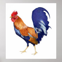 Affiche de coq