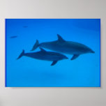 affiche de dauphin