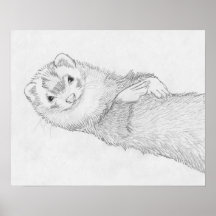 Affiche de dessin de furet de "Pandore"