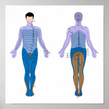 Affiche de diagramme de Dermatome
