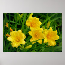 Affiche de fleur