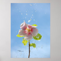 Affiche de fleur de ketmie de gouttes de pluie
