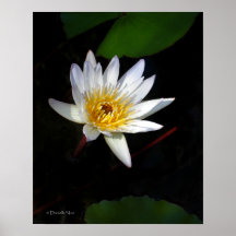 Affiche de fleur de lis