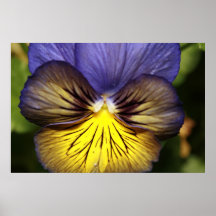 affiche de fleur
