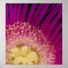 Affiche de fleur