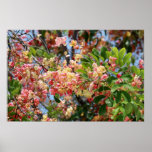 Affiche de fleurs d'arbre de douche