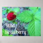 Affiche de fraisier commun