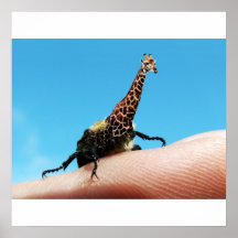 Affiche de Giraffebeetle