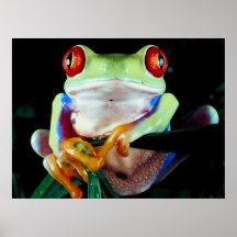 Affiche de grenouille d'arbre
