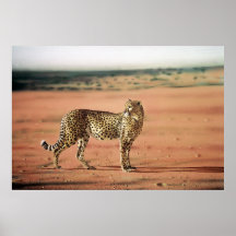 Affiche de guépard