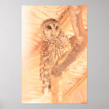 Affiche de hibou
