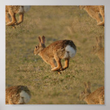 Affiche de houblonnage de lapin