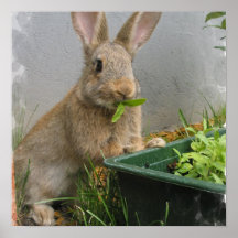 Affiche de lapin de lapin
