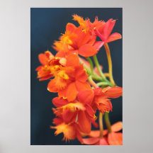 Affiche de l'orange 2 d'Epi d'orchidée