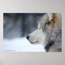Affiche de loup
