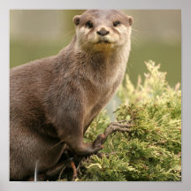 Affiche de loutre