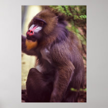Affiche de Mandrill