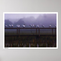 Affiche de matin de Marshbird