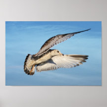 Affiche de mouette en vol