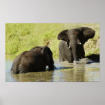Affiche de natation d'éléphant (éléphant africain)
