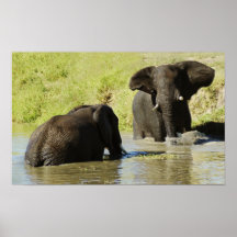Affiche de natation d'éléphant (éléphant africain)