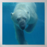 Affiche de natation d'ours blanc