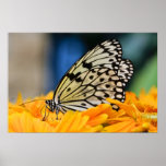 Affiche de papillon
