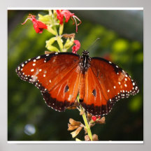 Affiche de papillon - copie
