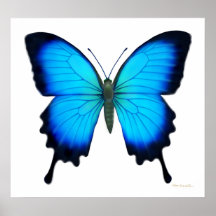 Affiche de papillon de Papilio Ulysse