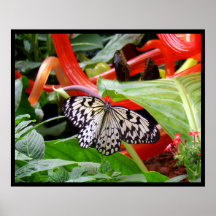 Affiche de papillon et en verre