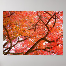 Affiche de paysage d'impression d'arbres d'érable 