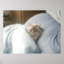 Affiche de petit somme de chat