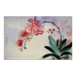 Affiche de Phalaenopsis posters