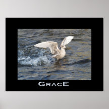 Affiche de photo d'atterrissage de mouette de GRÂC