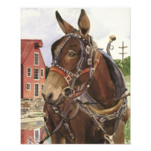 Affiche de photo, mule