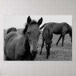 affiche de photographie de chevaux