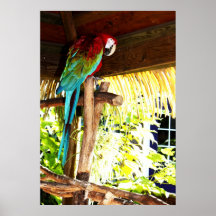 Affiche de Polly