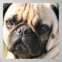 Affiche de race de chien de carlin